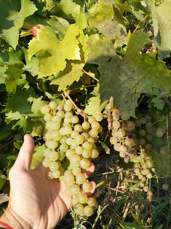 Struguri de Vin!! Viță nobilă