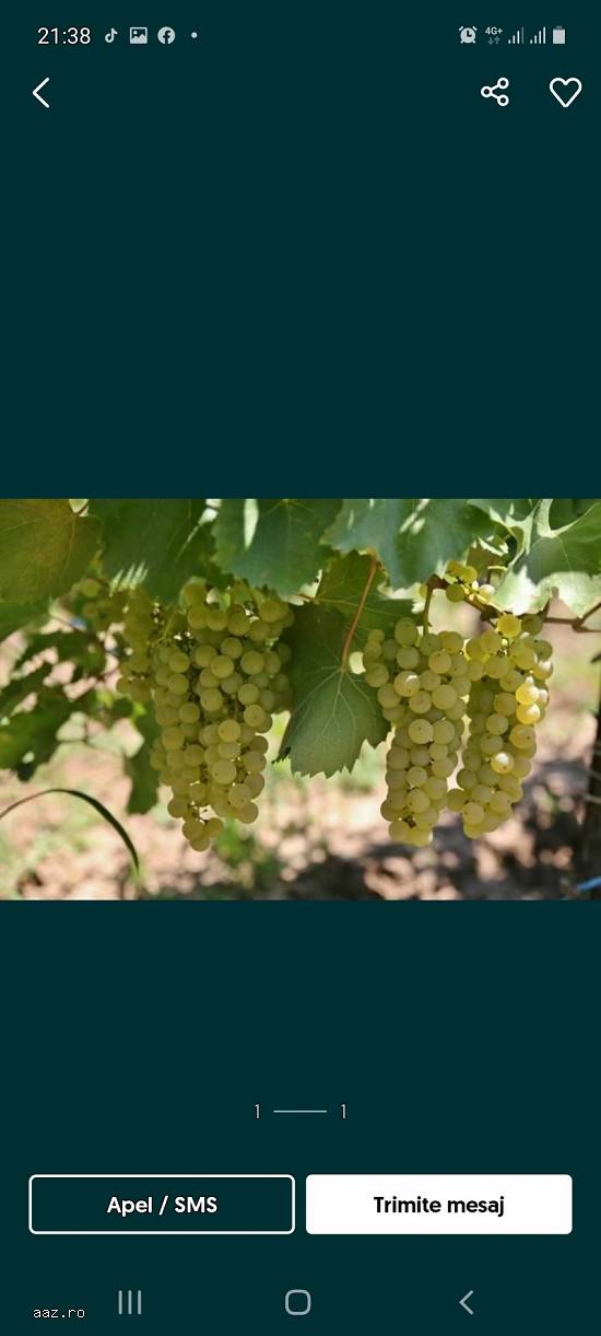Vand struguri de vin albi și negri