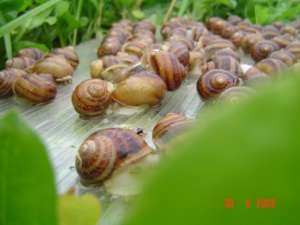 Melci Helix Aspersa: reproducatori si puiet cu hibernare