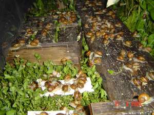 Melci Helix Aspersa: reproducatori si puiet cu hibernare