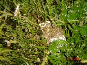 Melci Helix Aspersa: reproducatori si puiet cu hibernare