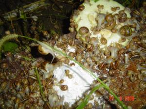 Melci Helix Aspersa: reproducatori si puiet cu hibernare