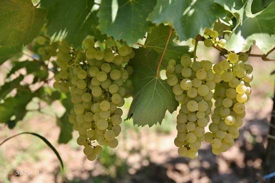Vând struguri de vin: fetească albă și fetească regală