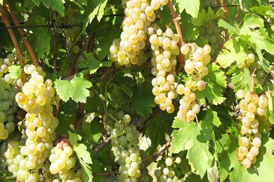 Vând struguri de vin: fetească albă și fetească regală