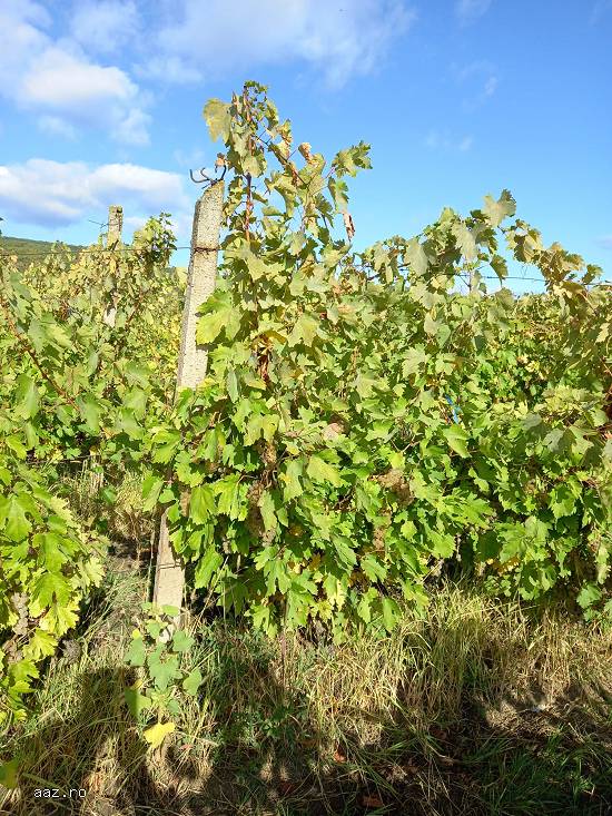Vând struguri de vin: fetească albă și fetească regală