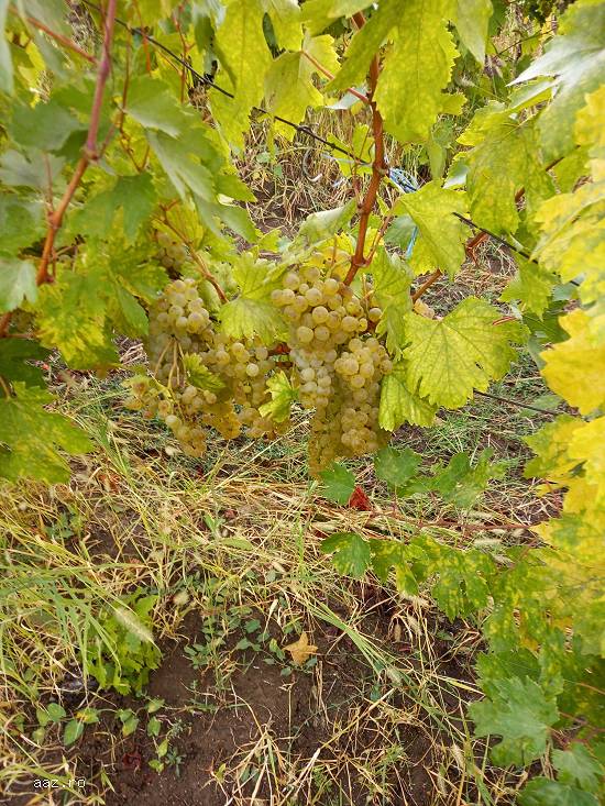 Vând struguri de vin: fetească albă și fetească regală