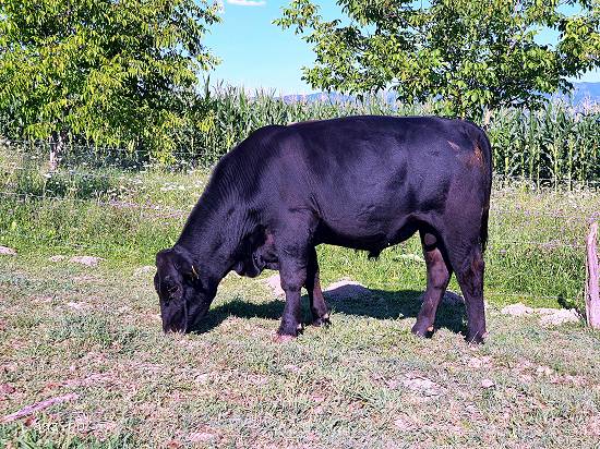 Tauras Angus Negru - 17 luni