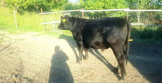 Tauras Angus Negru - 17 luni
