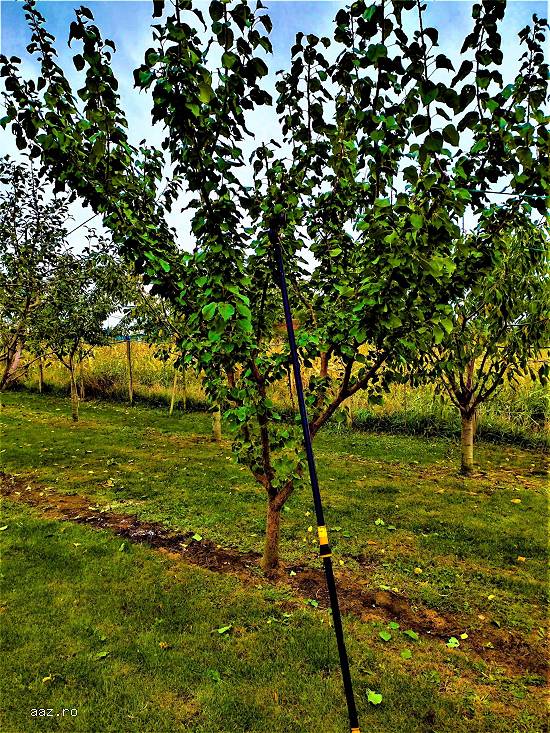 Tăieri pomi fructiferi