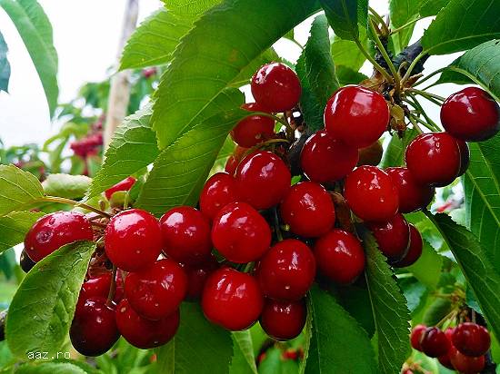 Tăieri pomi fructiferi