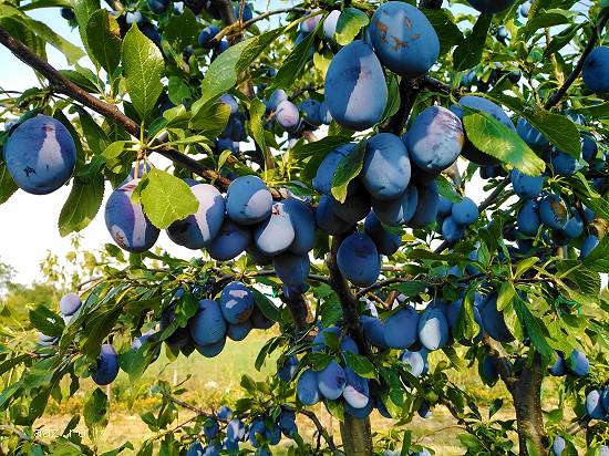 Tăieri pomi fructiferi