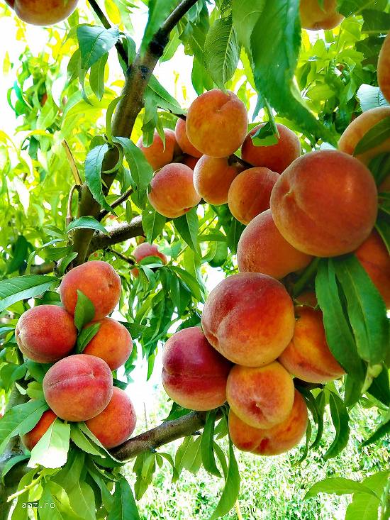 Tăieri pomi fructiferi