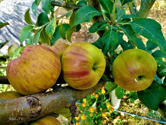 Tăieri pomi fructiferi