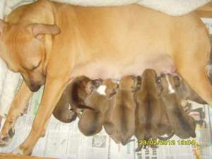 Vand pui amstaff