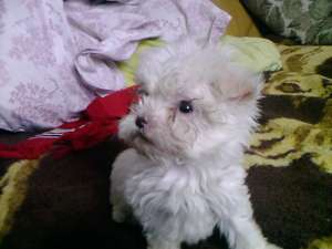 vand bichon maltez