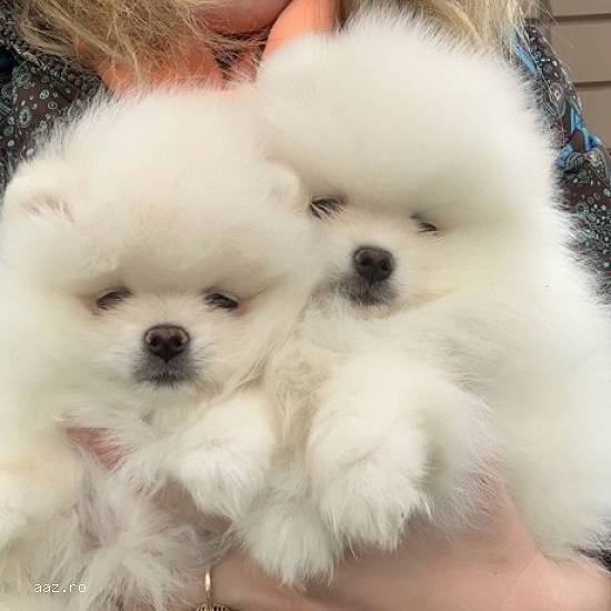 Disponibili catelusi de pomeranie super adorabili