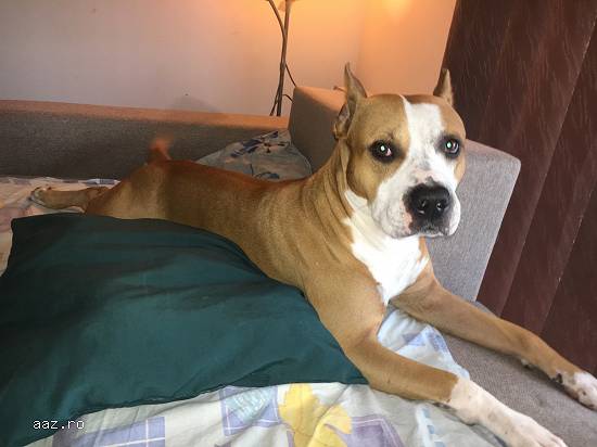 Mascul Amstaff pentru monta! 0 Ron