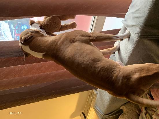 Mascul Amstaff pentru monta! 0 Ron