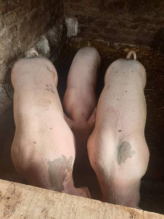 Porcii de vanzare