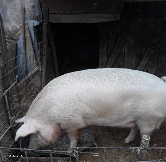 Vand porc crescut in curte,   rasa pietrain 250 kg
