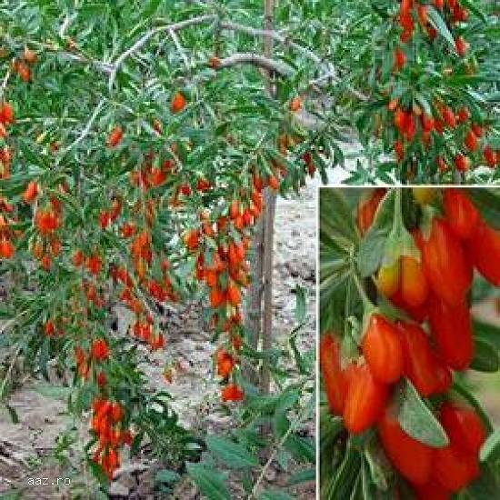 Arbusti Goji si Smochini