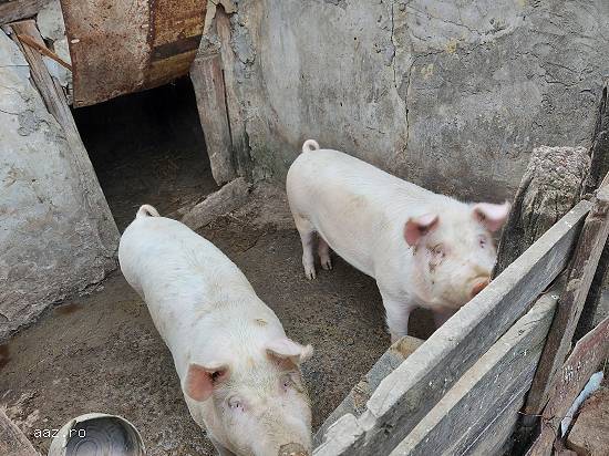 Porci 90-120kg crescuti in gospodarie bio 12 lei/kg iasi(belcesti)!!!!!