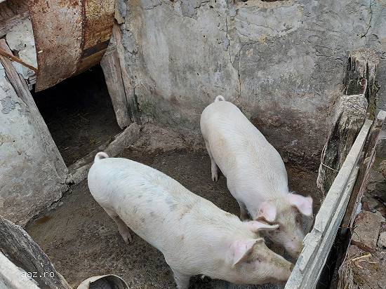 Porci 90-120kg crescuti in gospodarie bio 12 lei/kg iasi(belcesti)!!!!!