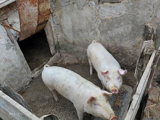 Porci 90-120kg crescuti in gospodarie bio 12 lei/kg iasi(belcesti)!!!!!