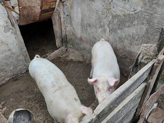 Porci 90-120kg crescuti in gospodarie bio 12 lei/kg iasi(belcesti)!!!!!