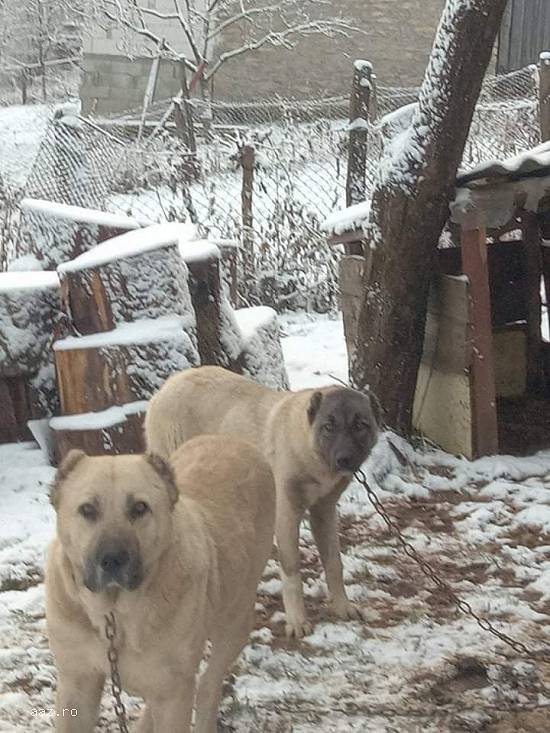 femela si mascul kangal