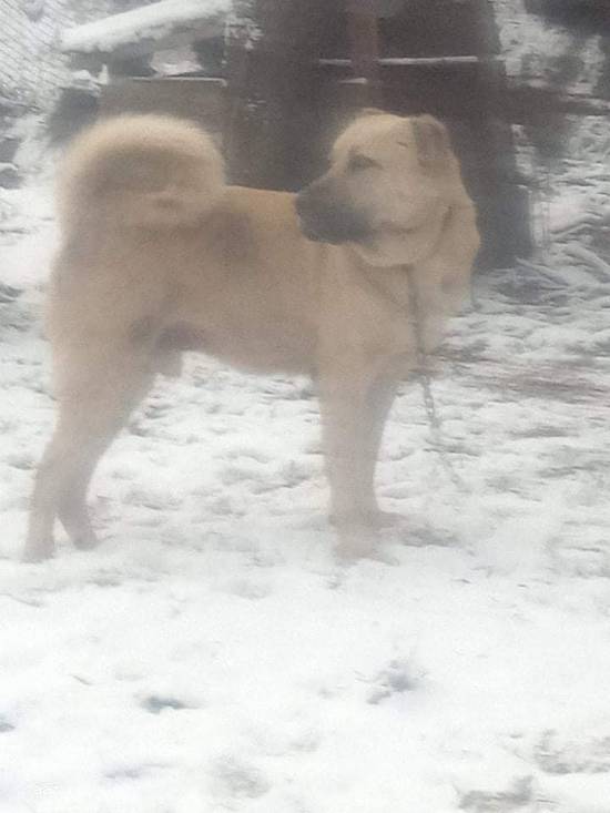 femela si mascul kangal