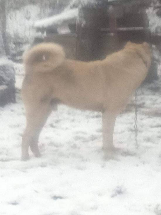femela si mascul kangal