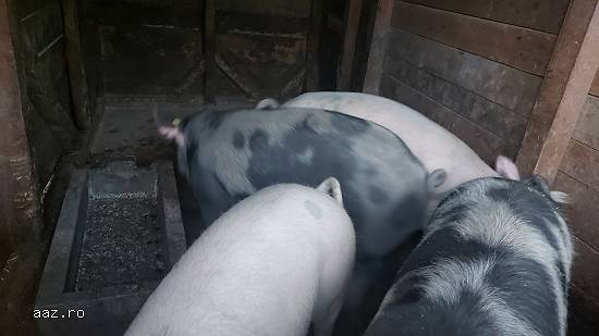 Porci de Crăciun