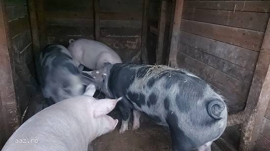 Porci de Crăciun