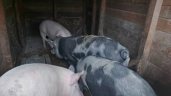 Porci de Crăciun