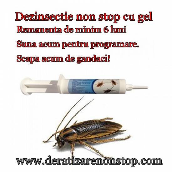 Deratizare-Dezinsectie-Dezinfectie non stop