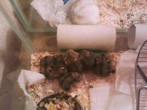 vand hamsterici