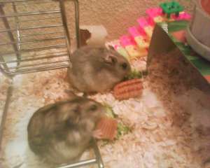 vand hamsterici