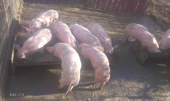 Grasuni ( purcei ) landras si pietrain