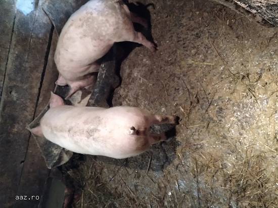 Vand porci
