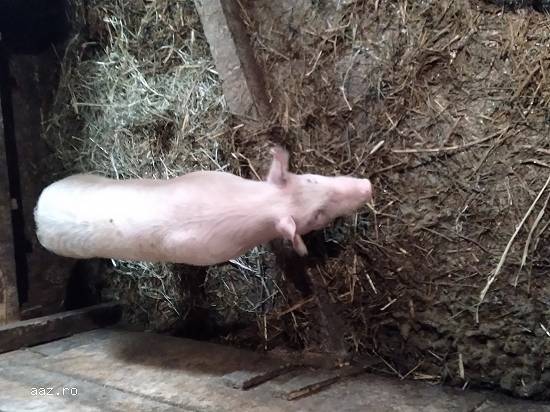 Vand porci