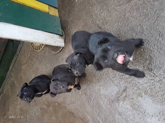 Pui Cane Corso