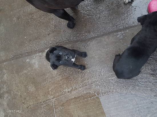 Pui Cane Corso