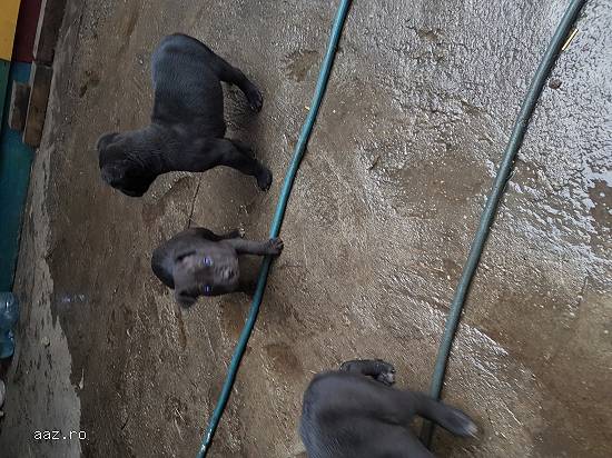 Pui Cane Corso