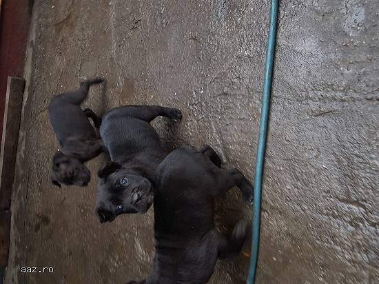 Pui Cane Corso