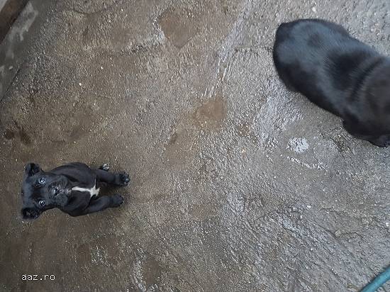 Pui Cane Corso
