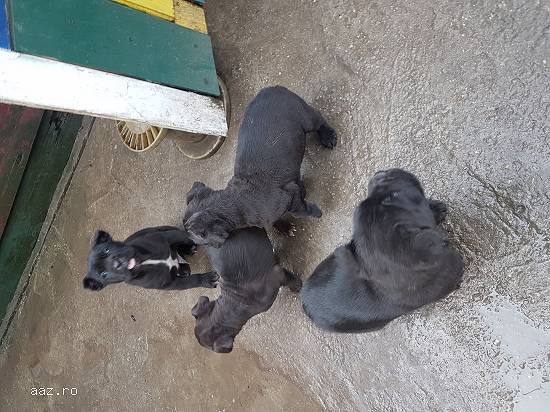 Pui Cane Corso
