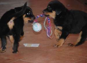 CATEI ROTTWEILER