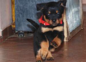 CATEI ROTTWEILER