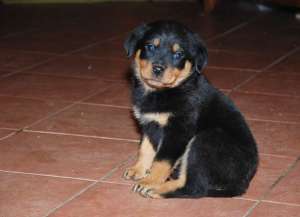 CATEI ROTTWEILER